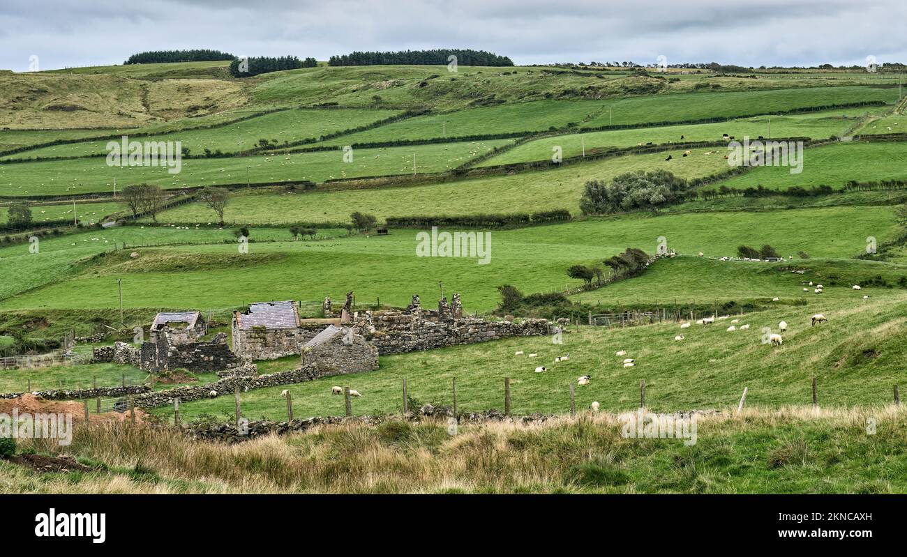 Pascoli verdi, deviati da siepi e muri di pietra nella Repubblica d'Irlanda Foto Stock