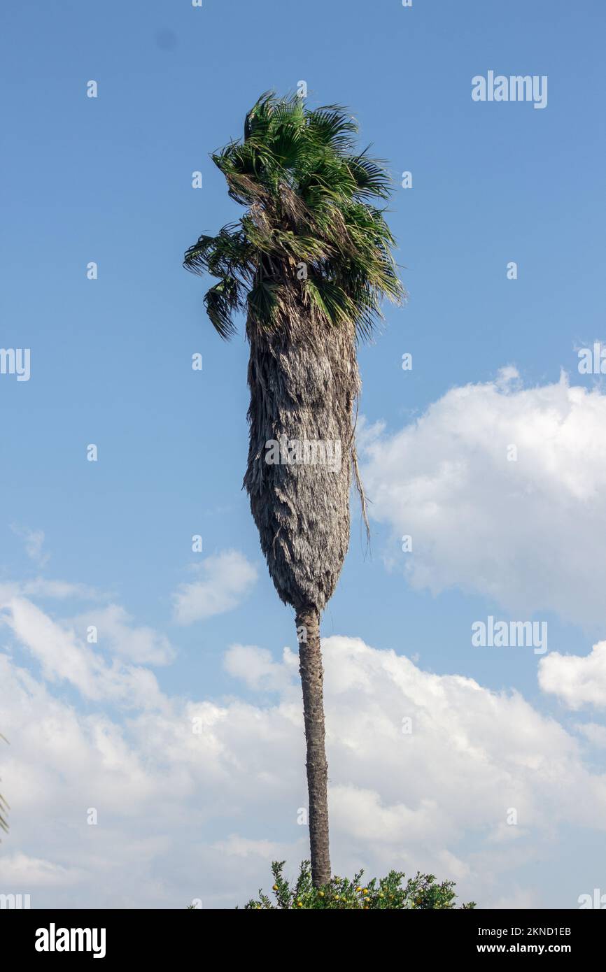 Un alto albero robusta di Washingtonia, conosciuto con il nome comune come la palma del ventilatore messicana, washingtonia messicana, o skyduster, raffigurato a Mutare City, Zimbabwe Foto Stock