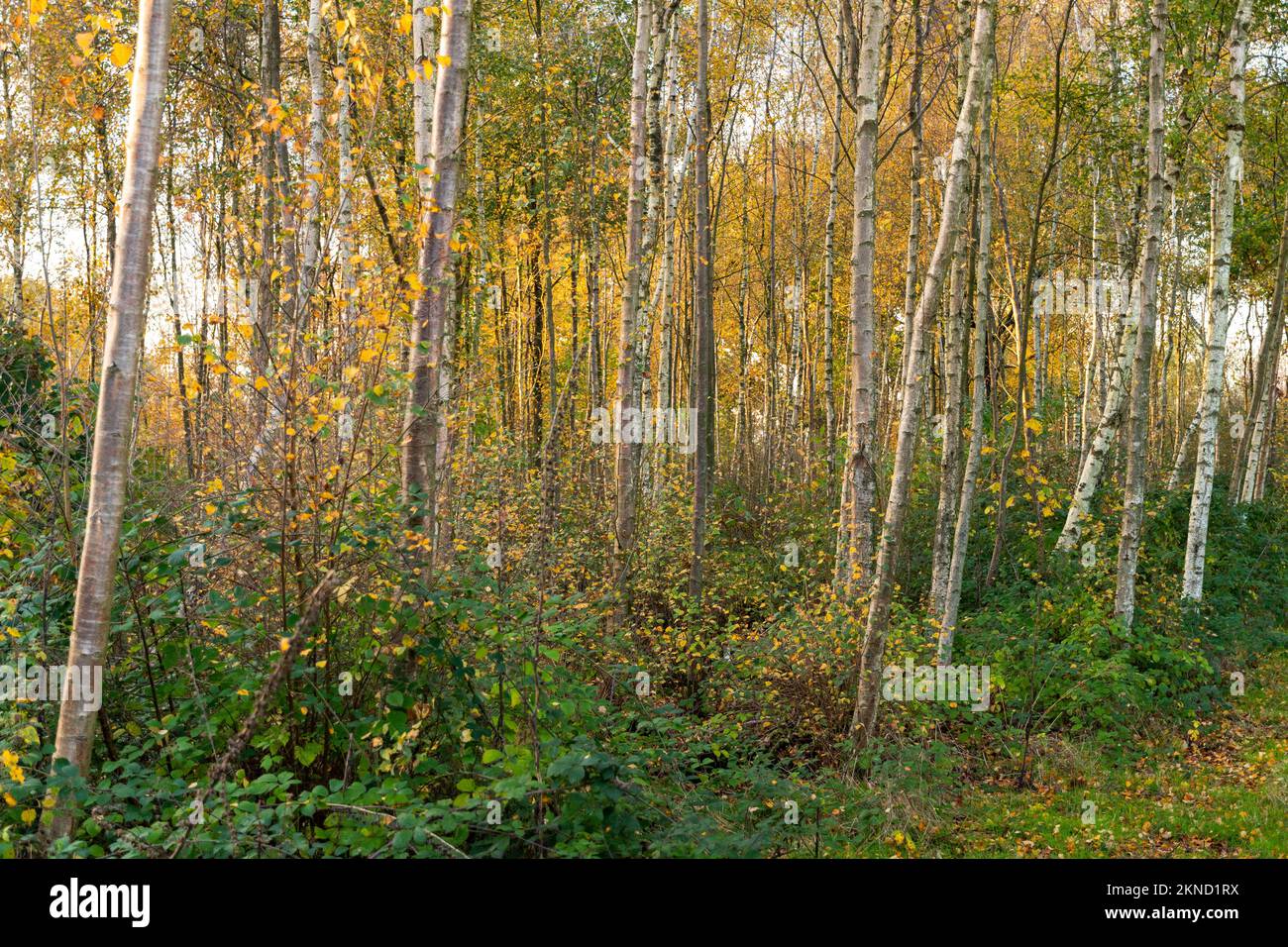 Silver Birch alberi in caldo autunno luce del sole, Sussex, Inghilterra Foto Stock