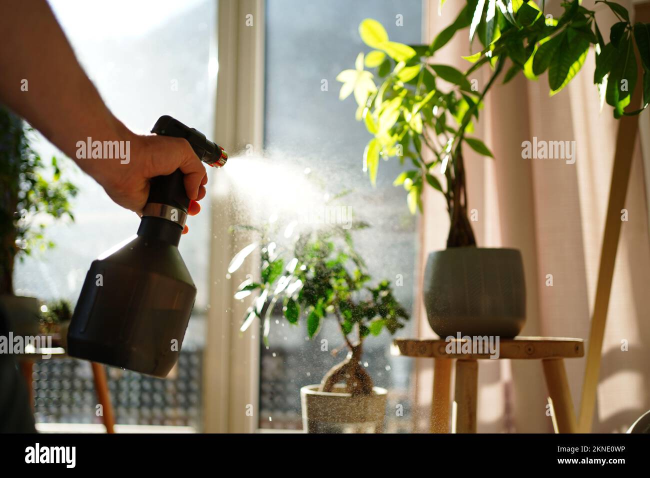 Spruzzare le piante in vaso con una bottiglia di spray in un soggiorno. Foto Stock