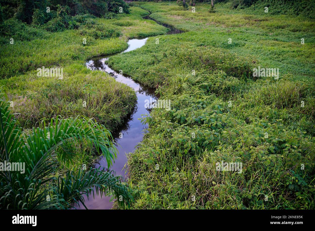 Ruscello meandering nel parco nazionale di Manu, Perù. Foto Stock
