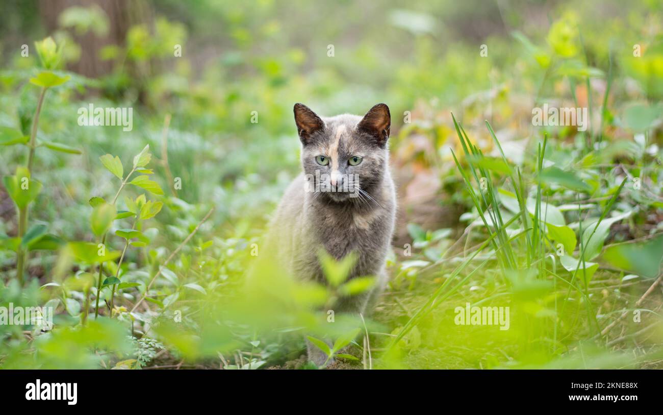 gatto con occhi verdi nella natura verde Foto Stock