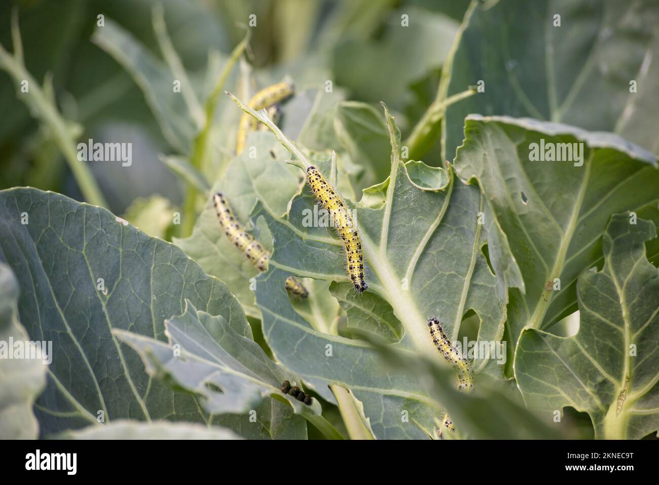 Larve di bruco che mangia le foglie di cavolo Foto Stock