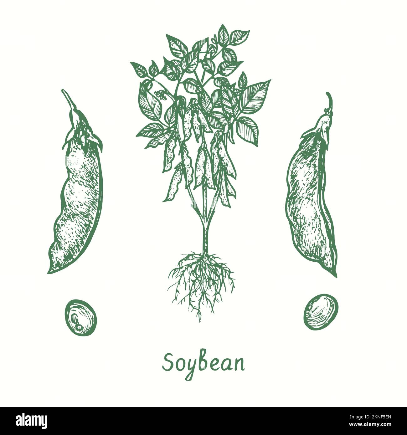 Pianta di soia (Glycine max), baccello chiuso e aperto, grani. Disegno a losco bianco e nero in stile legno Foto Stock