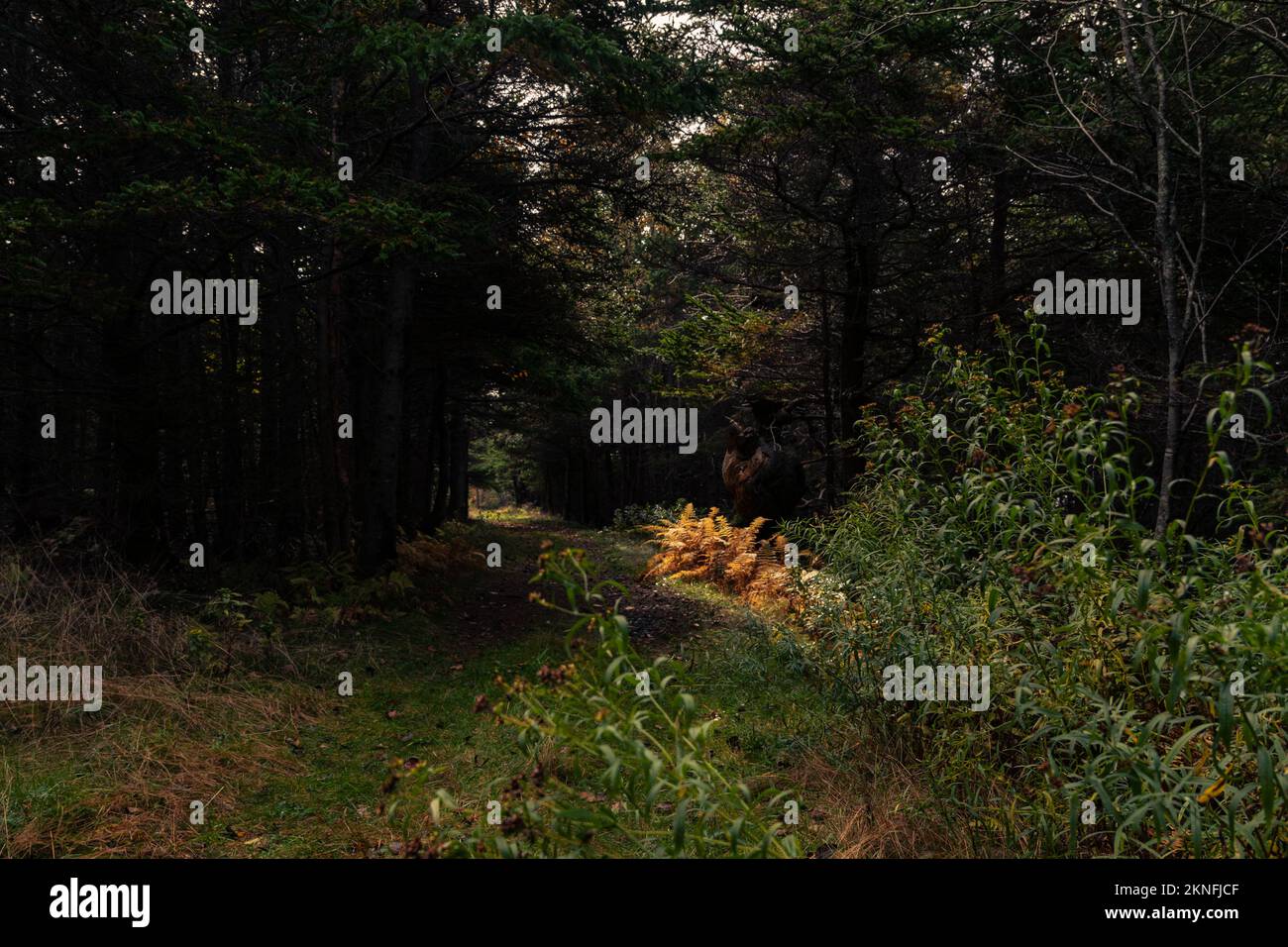 Sole che splende su felci di colore dorato sotto un grande nodo dell'albero sul sentiero di Colin Stewart sull'isola di McNabs, Halifax, Nuova Scozia, Canada Foto Stock