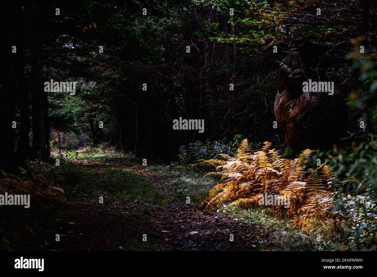 Sole che splende su felci di colore dorato sotto un grande nodo dell'albero sul sentiero di Colin Stewart sull'isola di McNabs, Halifax, Nuova Scozia, Canada Foto Stock