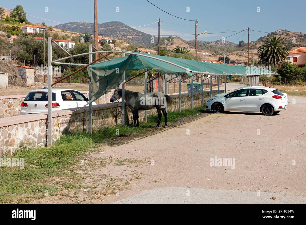 Attraente cavallo grigio mela agganciato in modo divertente all'ombra "parcheggiato" in un parcheggio accanto a un'auto Lesbo scene, settembre / ottobre 2022. Foto Stock