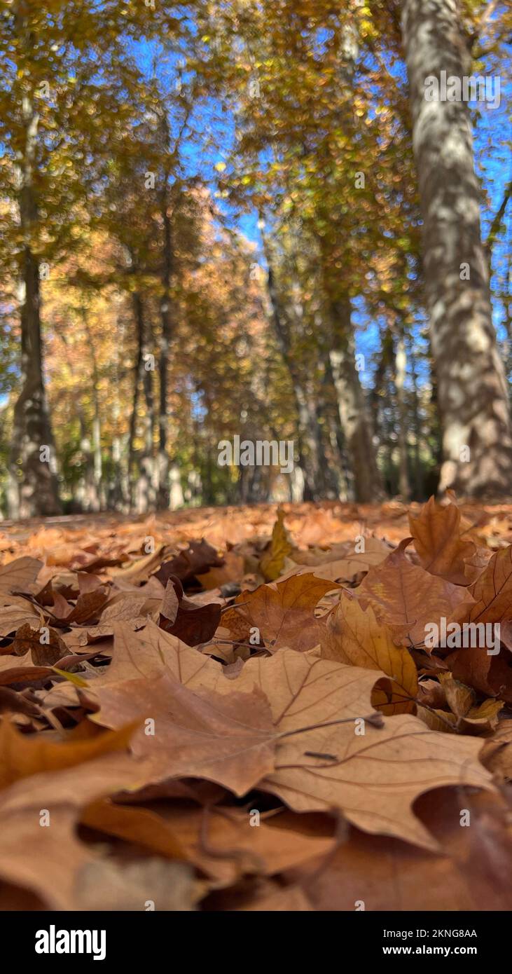 Foglie di autunno caduti a terra Foto Stock