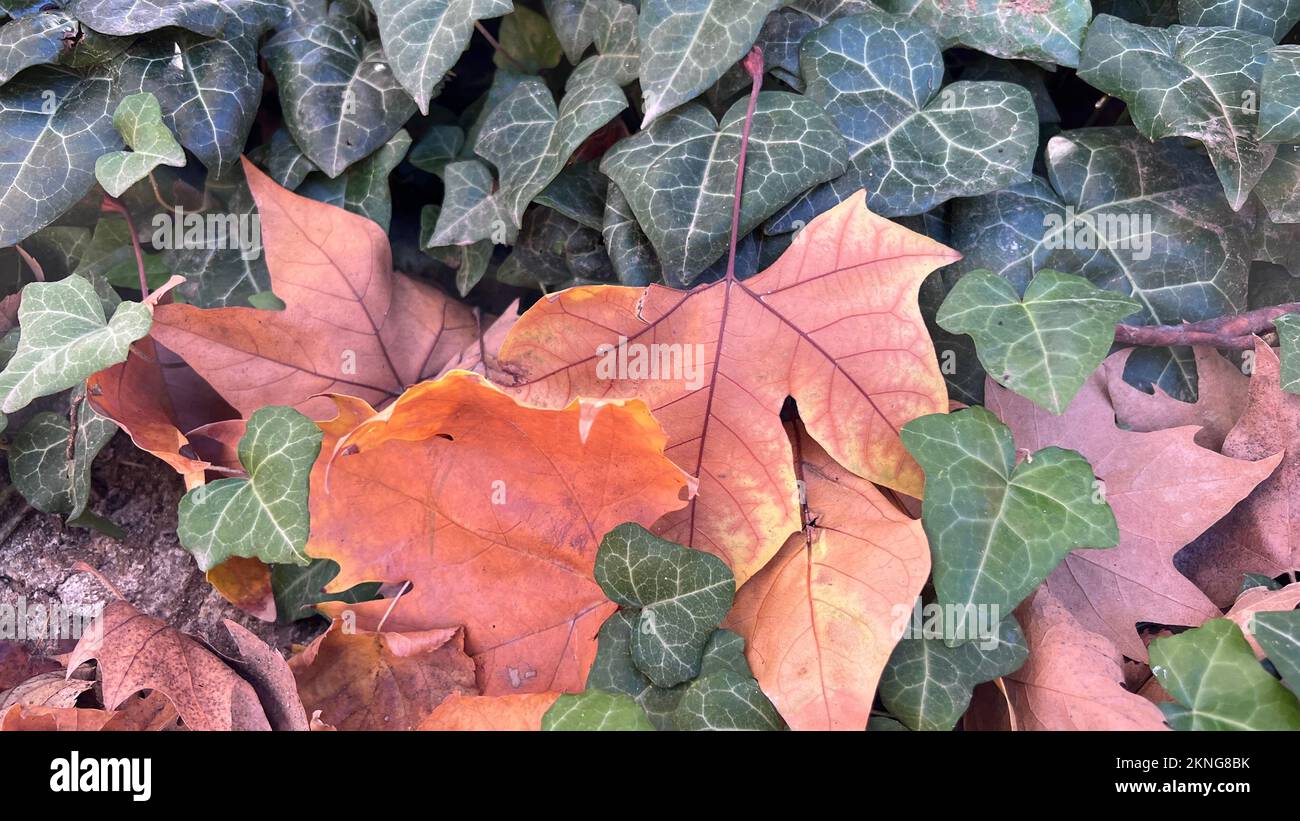 Foglie di autunno caduti a terra Foto Stock