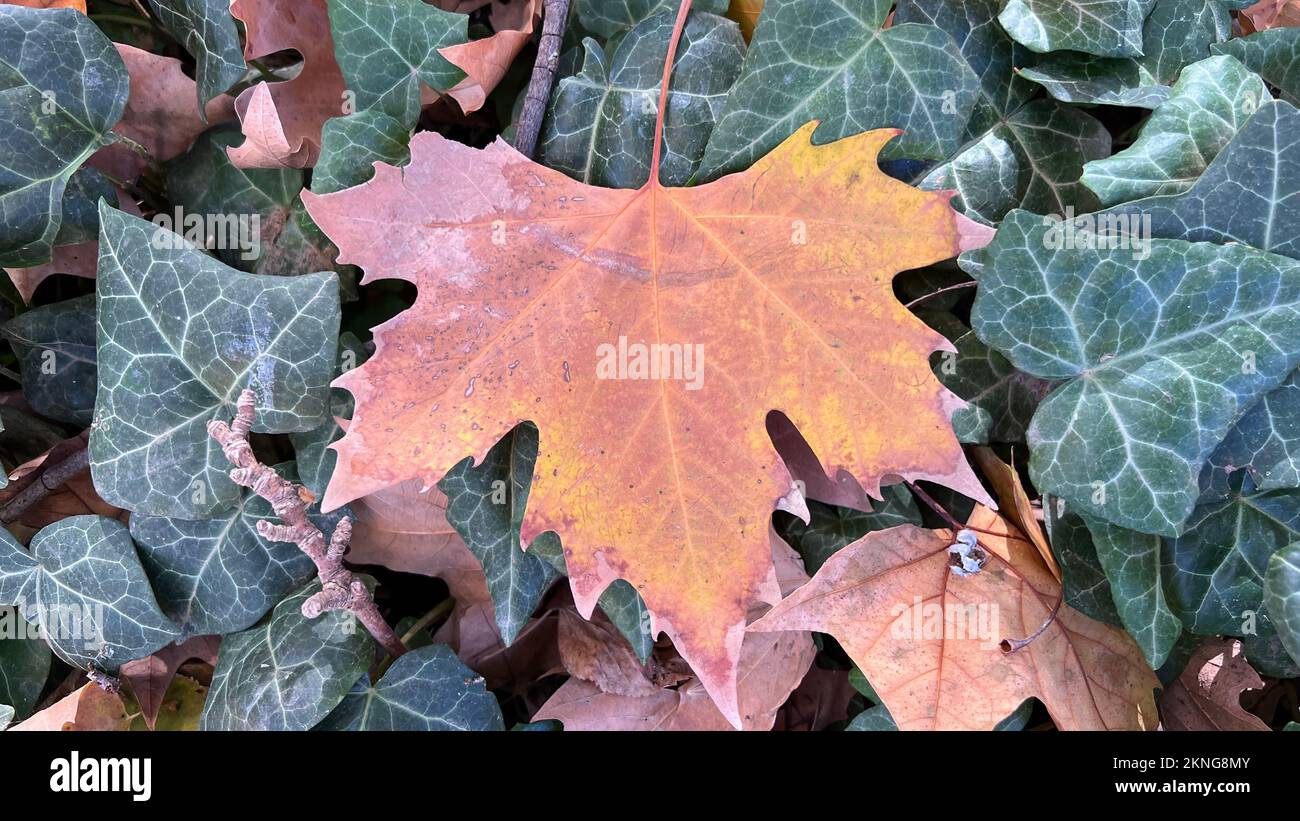 Foglie di autunno caduti a terra Foto Stock