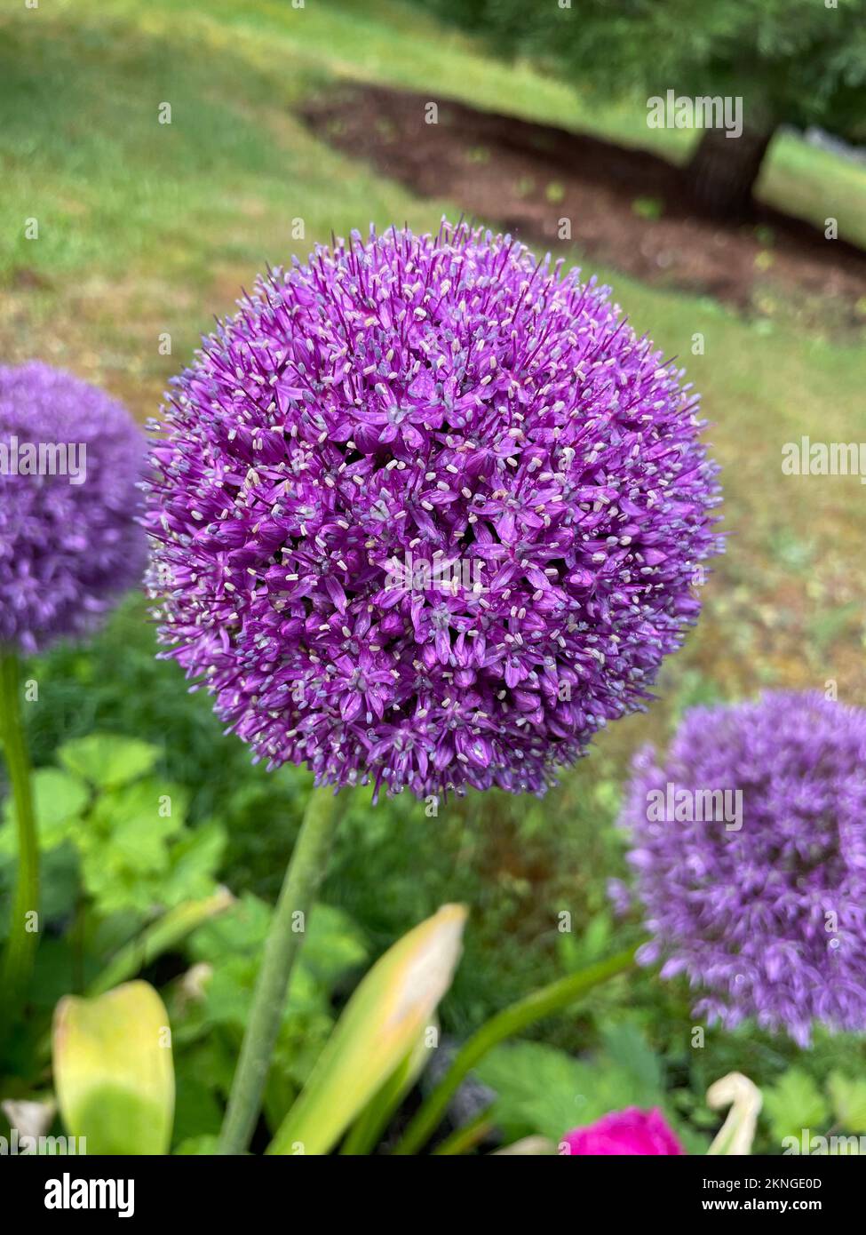Bellissimo fiore di Allium Gladiator viola Foto Stock