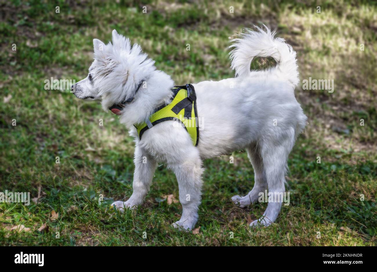 Morbido cucciolo americano Eskimo di quattro mesi, corpo pieno in profilo con imbracatura e fondo in erba Foto Stock