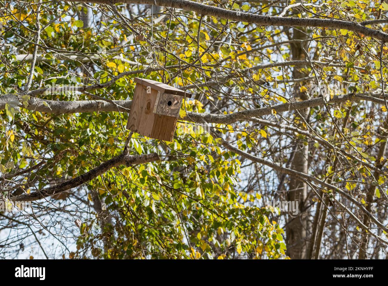 Scatola di nido di legno su un albero, Estany d'Ivors, Ivors d'Urgell, Catalogna, Spagna Foto Stock