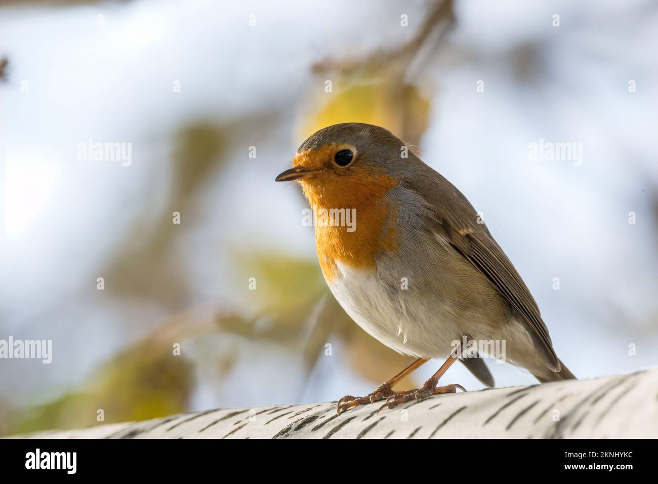 Erithacus rubecula, in succursale, Estany d'Ivors, Ivors d'Urgell, Catalogna, Spagna Foto Stock