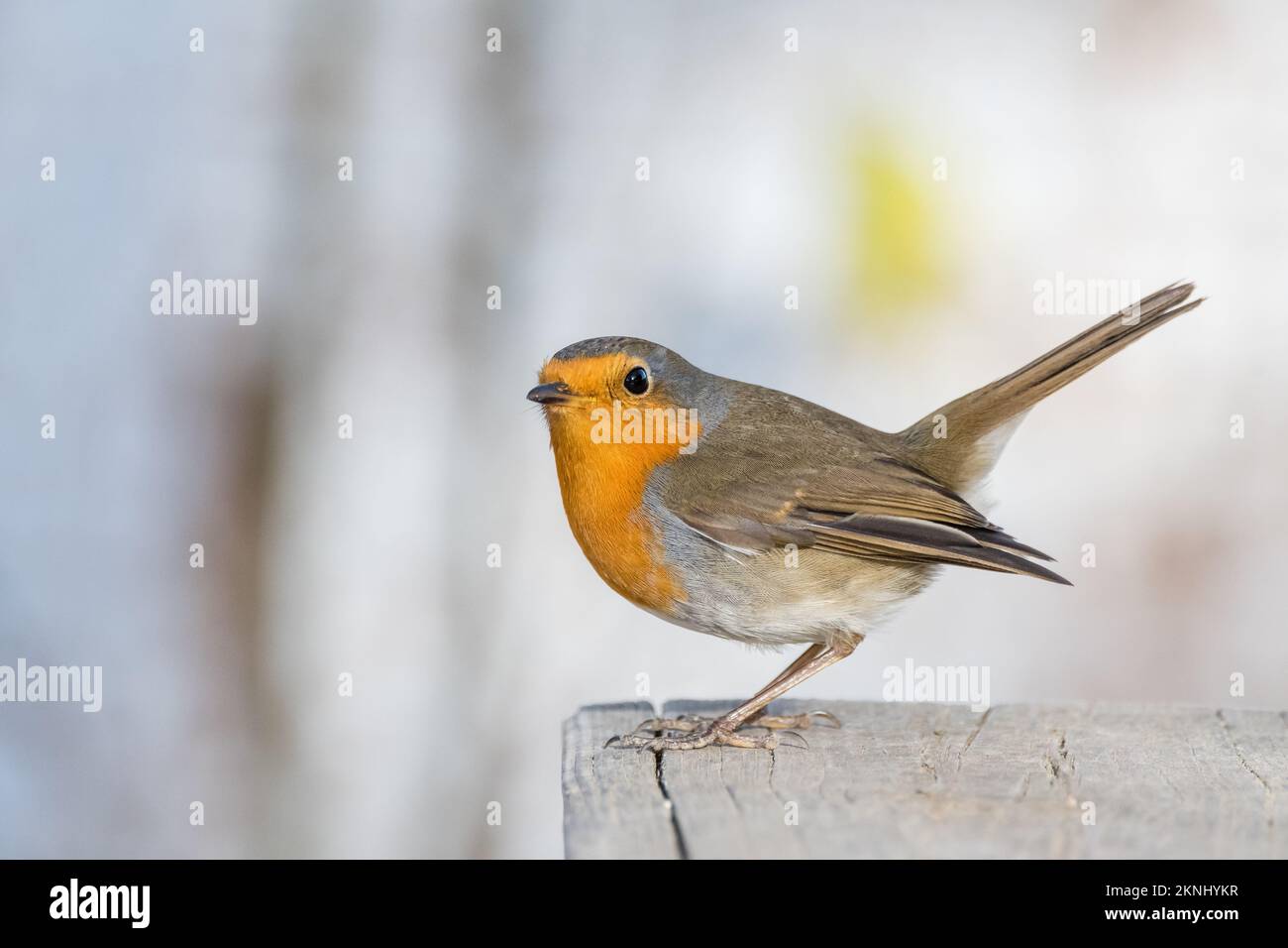European robin, Erithacus rubecula, Estany d'Ivars, Ivars d'Urgell, Catalogna, Spagna Foto Stock