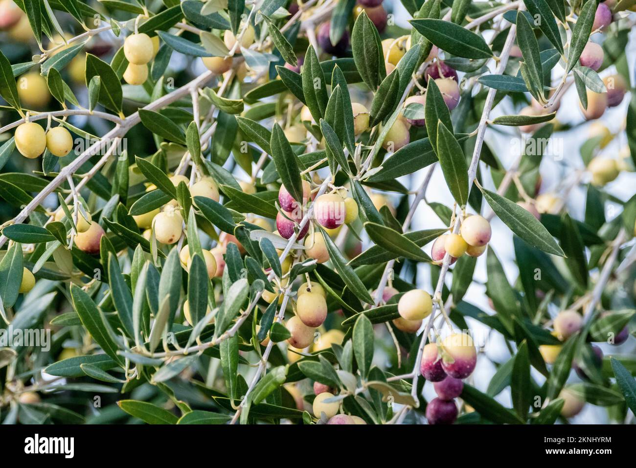 Succursale, olive europee, Olea europaea, Foto Stock