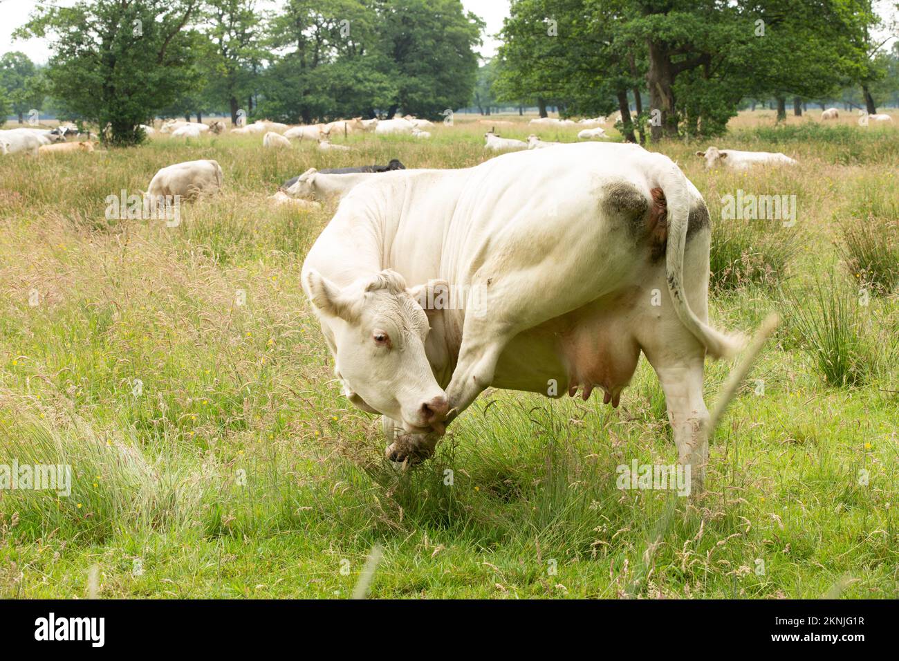 Primo piano di una mucca di Blonde d'Aquitaine lecca la sua zampa posteriore con una mandria di mucche riposanti e ruminanti tra erba lunga e alberi di Alder in crescita nella b Foto Stock