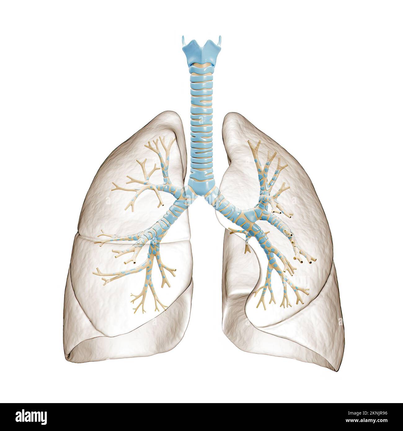 Polmoni umani con albero bronchiale o trachea con bronchi 3D raffigurante. Diagramma anatomico vuoto o grafico su sfondo bianco. Medico, hea Foto Stock