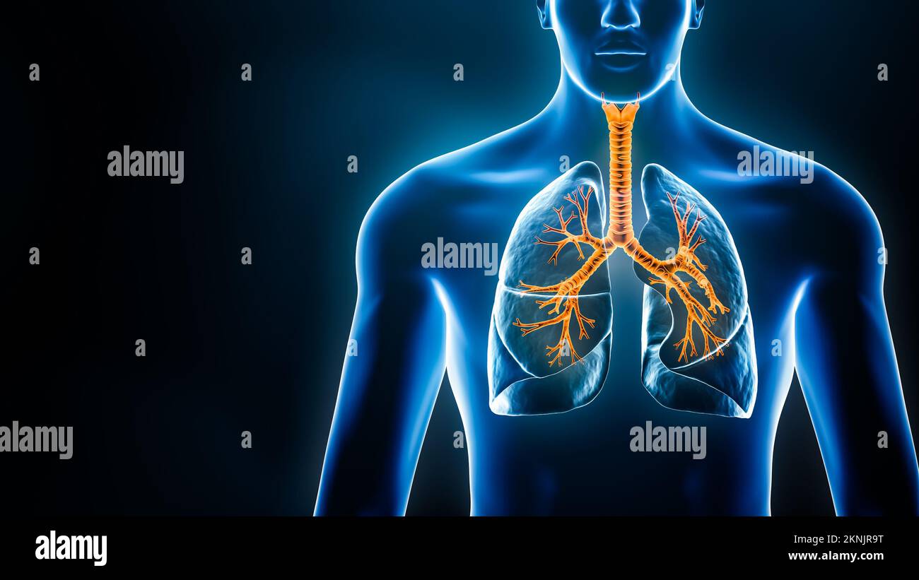Polmoni e albero tracheobronchiale e corpo umano maschio blu xray 3D rendering illustrazione con spazio di copia. Medico e sanitario, bronchite, malattie polmonari Foto Stock
