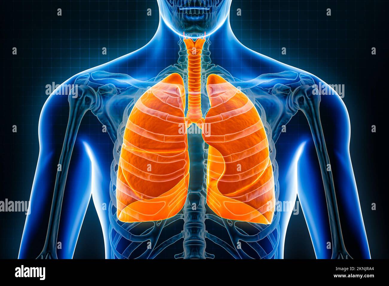 Visualizzazione anteriore o anteriore 3D dei polmoni e della trachea su sfondo blu. Organi del sistema respiratorio umano, anatomia, medicina, scienza Foto Stock