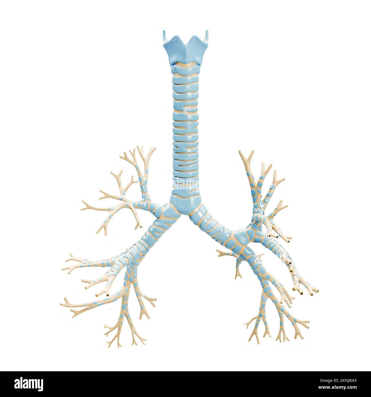 Albero bronchiale accurato con trachea e cartilagine tiroidea 3D, rappresentazione su sfondo bianco. Diagramma anatomico vuoto o grafico del bro Foto Stock