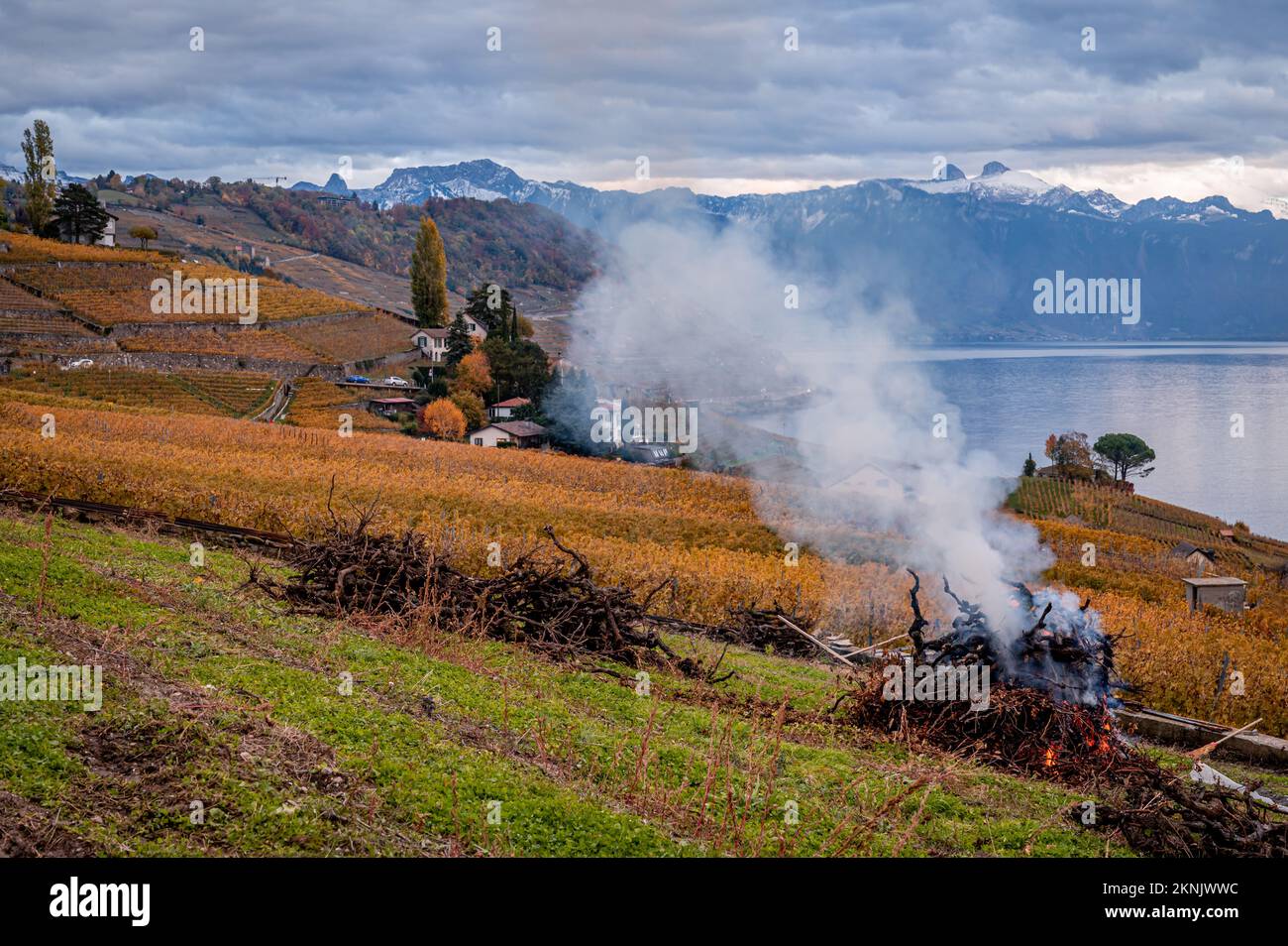 Rami di pianta che brucia nel fuoco. Lavaux vigneto, montagna e Lago di Ginevra con fumo. Patrimonio mondiale dell'UNESCO in autunno. Inquinamento atmosferico. Foto Stock