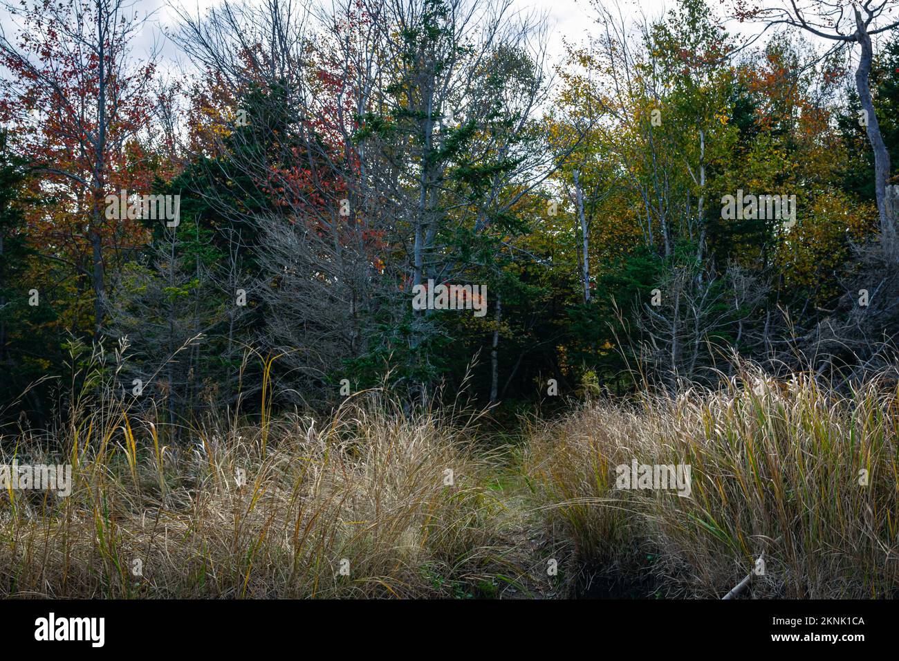 Wreck Cove sull'isola di McNabs in autunno Foto Stock