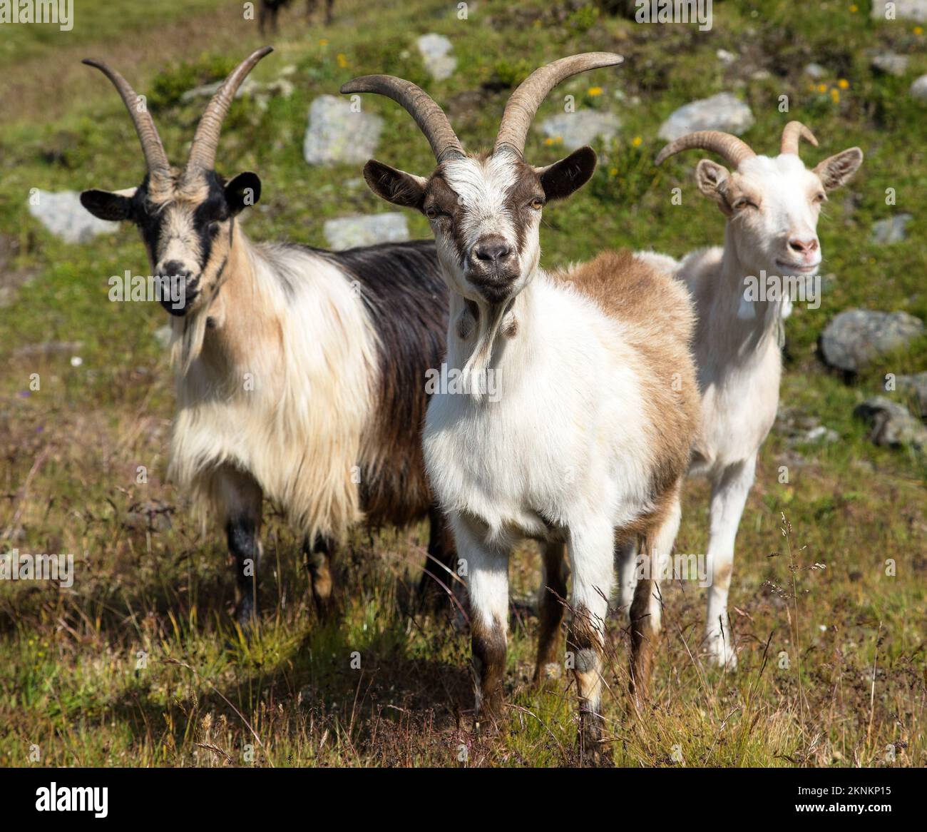 Gregge di tre capre in montagna presso il lago, Alpi Carniche Foto Stock