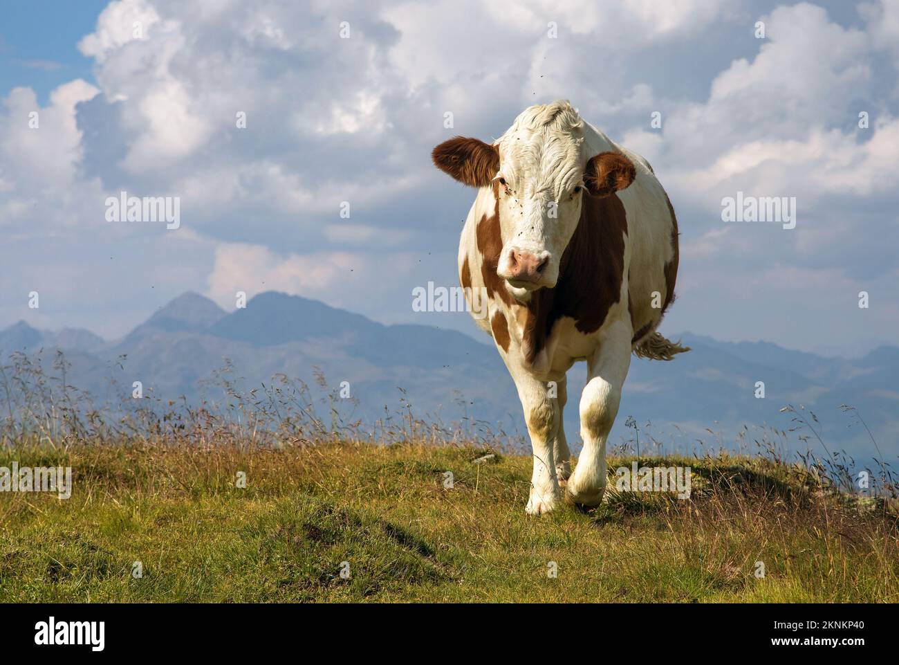 Mucca in latino bos primigenius taurus, sulle Alpi Dolomiti montagne, Italia Foto Stock