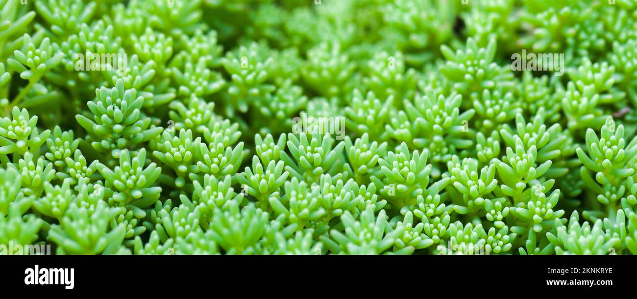 Macro foto panoramica di Sedum hispanicum o di una pietra spagnola. Verde pianta succulenta, sfondo naturale astratto Foto Stock