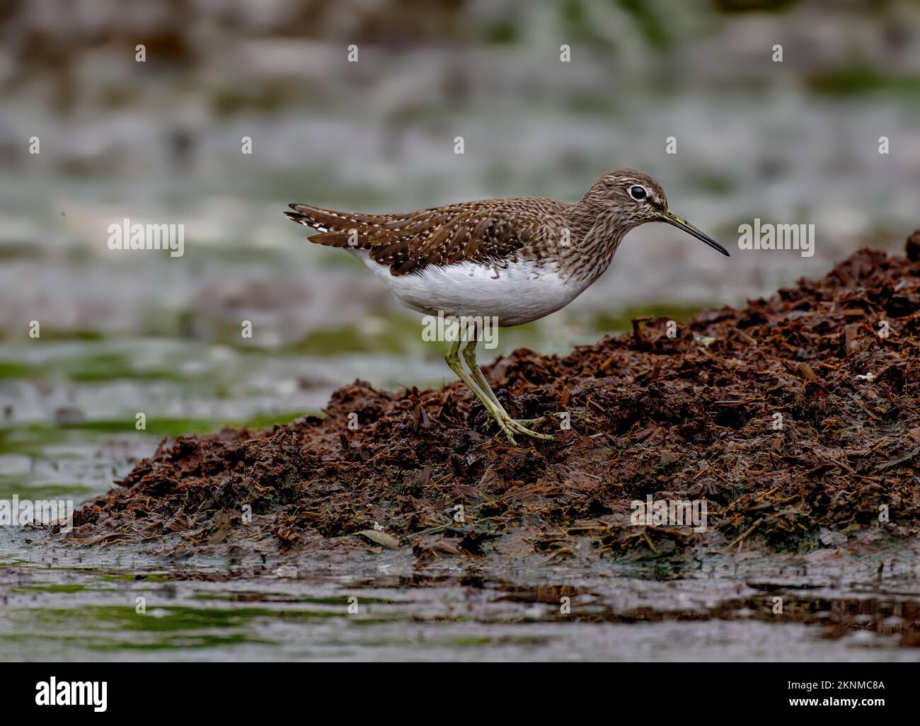 uccello Foto Stock