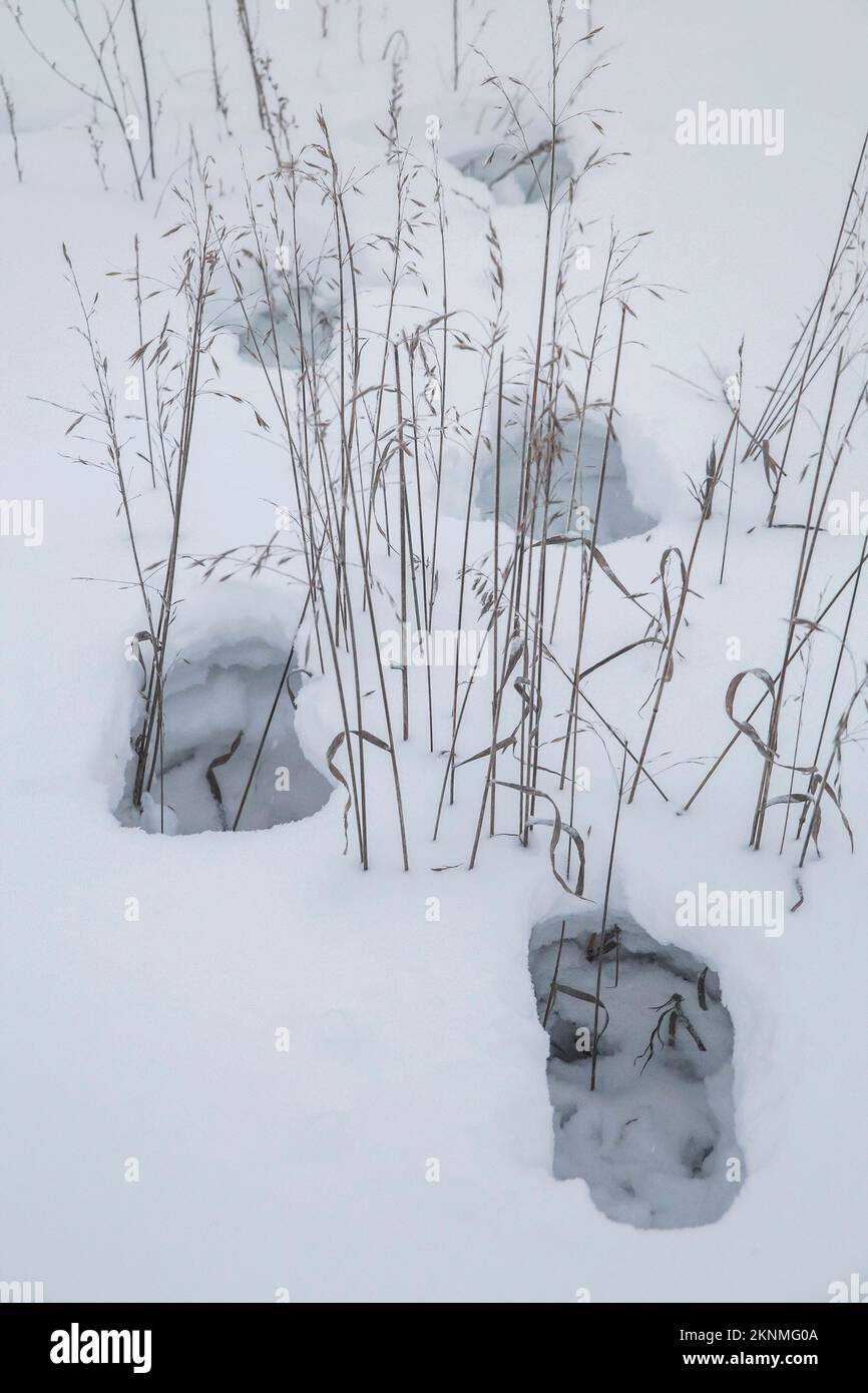 impronte profonde in una zona innevata e selvaggia Foto Stock