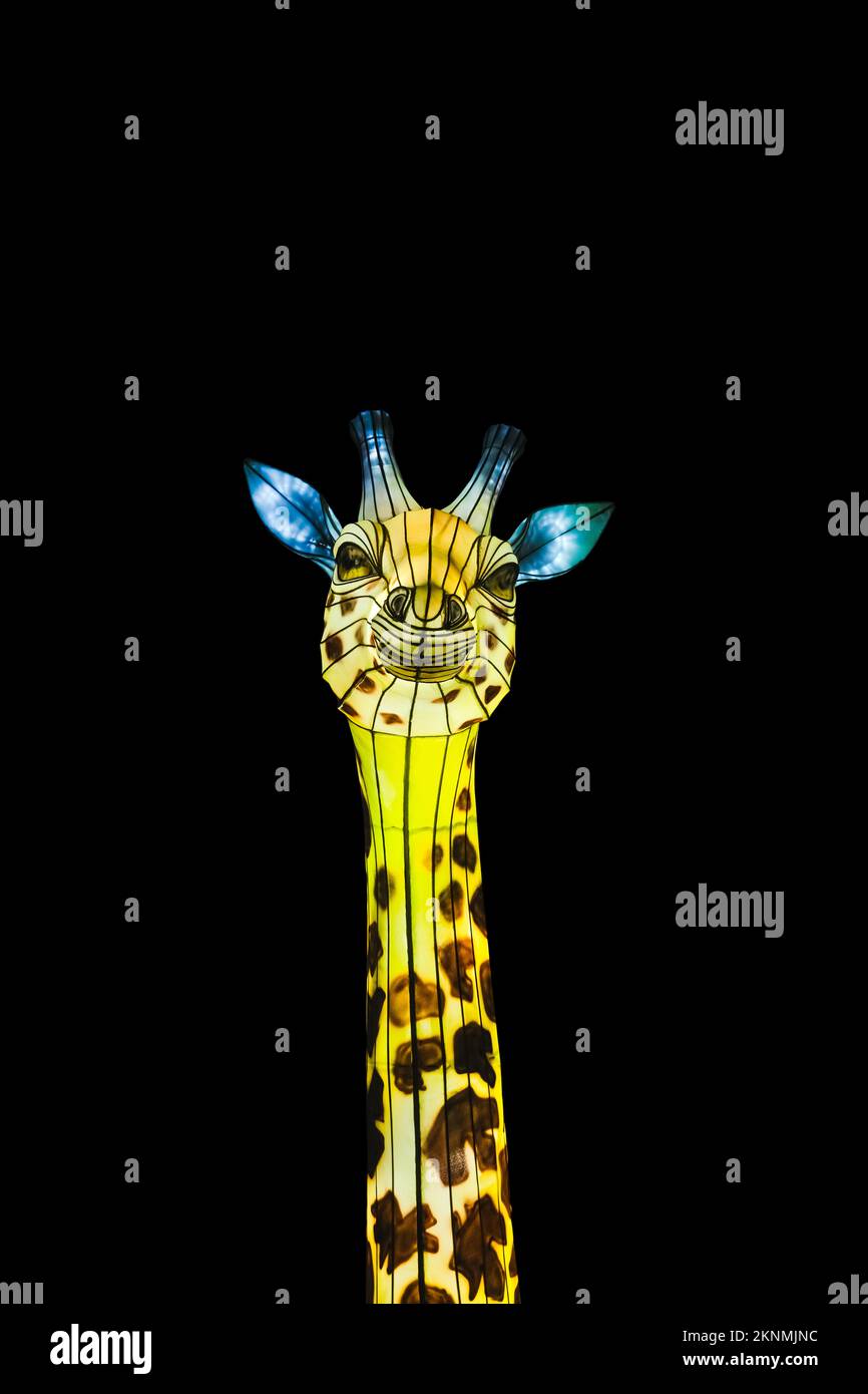 Figura di una giraffa che brilla al buio. Festival delle Lanterne. Testa giraffa isolata su sfondo nero. Foto Stock