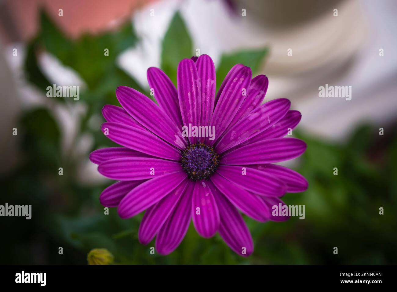 fotografia di un fiore margherita con petali viola fotografie di fiori e natura Foto Stock