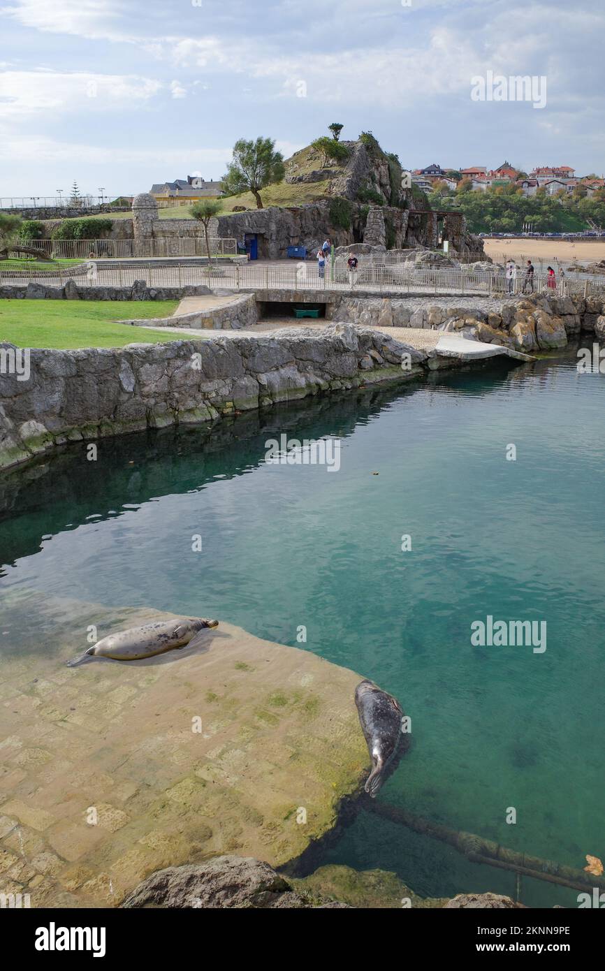 Santander, Spagna - 31 Ott, 2022: Leoni marini allo zoo Parque Marino de la Magdalena, Santander, Cantabria Foto Stock