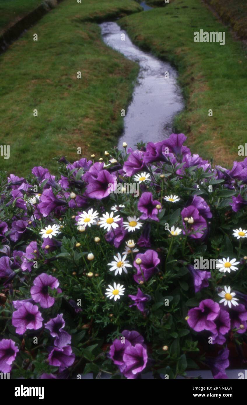 Una bella vista del giardino viola petunie e camomili che crescono vicino al torrente Foto Stock