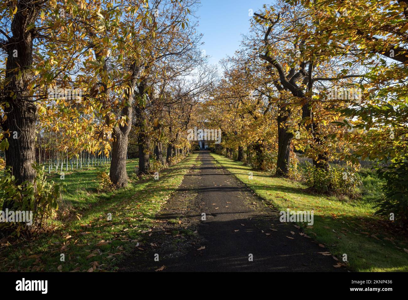 Vista prospettica in via di fuga e diminuzione sulla strada in campagna lungo la linea di alberi durante la mattina tempo soleggiato in autunno o inizio stagione invernale. Foto Stock