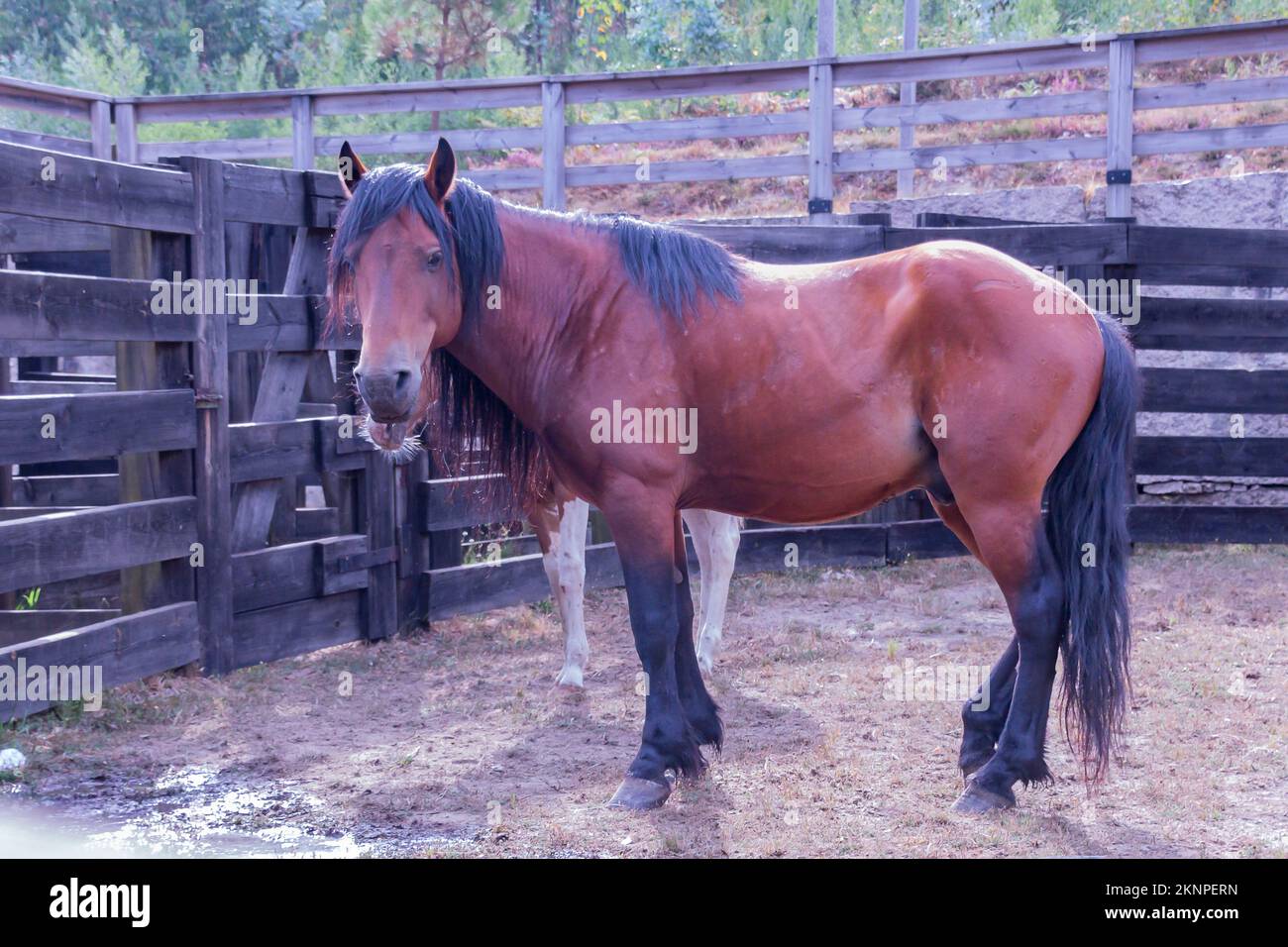 Un cavallo bruno selvaggio in una fattoria per la devermazione a Pontevedra, Galizia Foto Stock