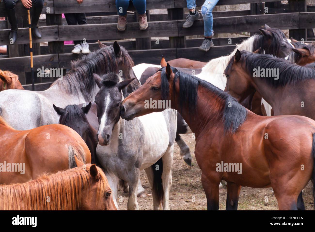 Cavalli selvatici in una fattoria per la deverming a Pontevedra, Galizia Foto Stock