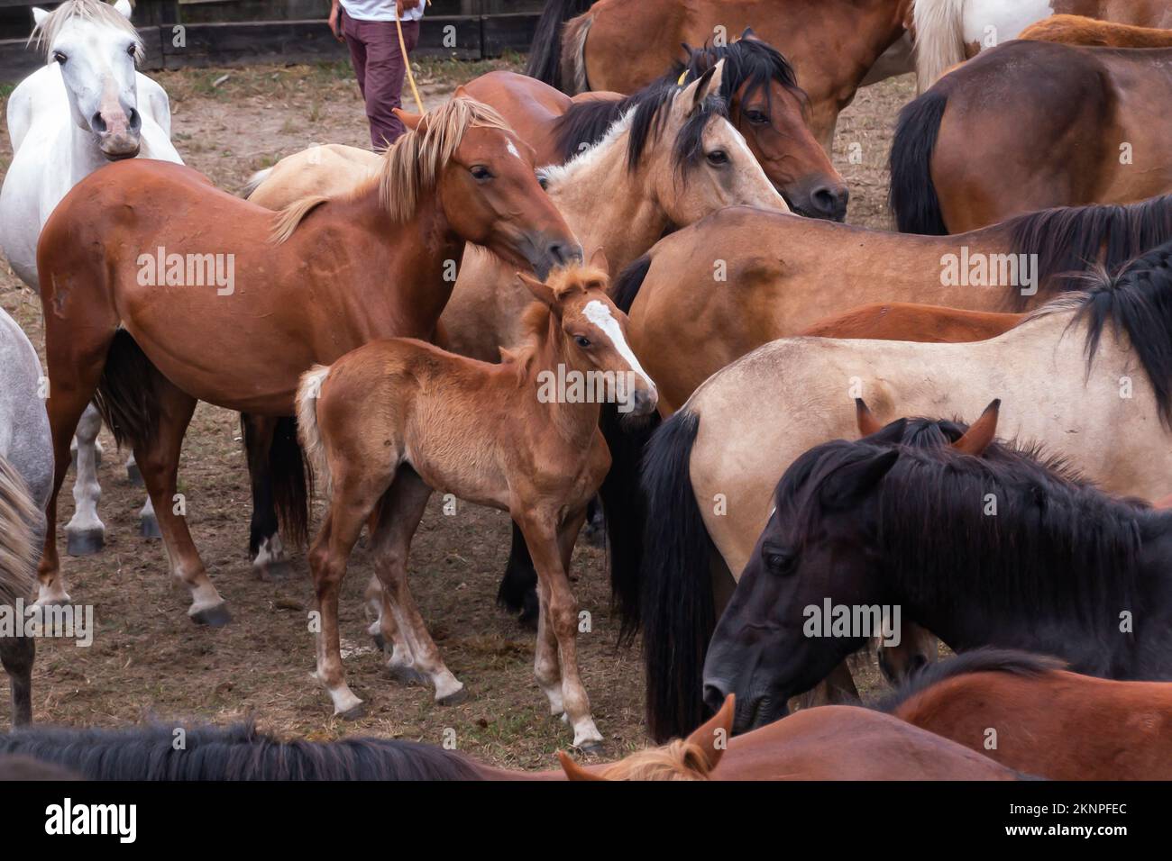 Cavalli selvatici che si spavolano a Pontevedra, Galizia Foto Stock