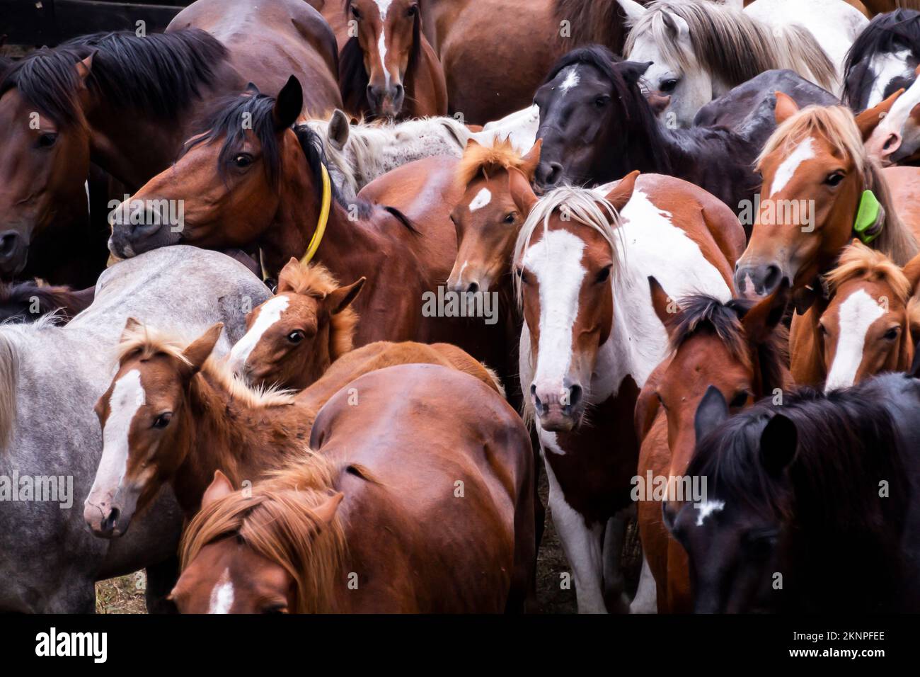 Cavalli selvatici che si spavolano a Pontevedra, Galizia Foto Stock