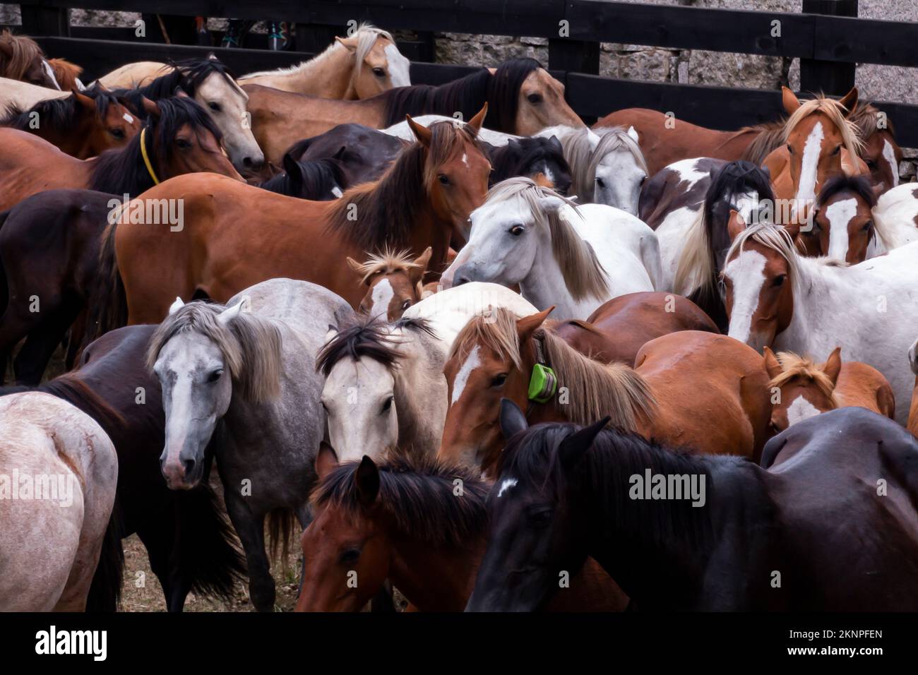 Cavalli selvatici in una fattoria per la deverming a Pontevedra, Galizia Foto Stock