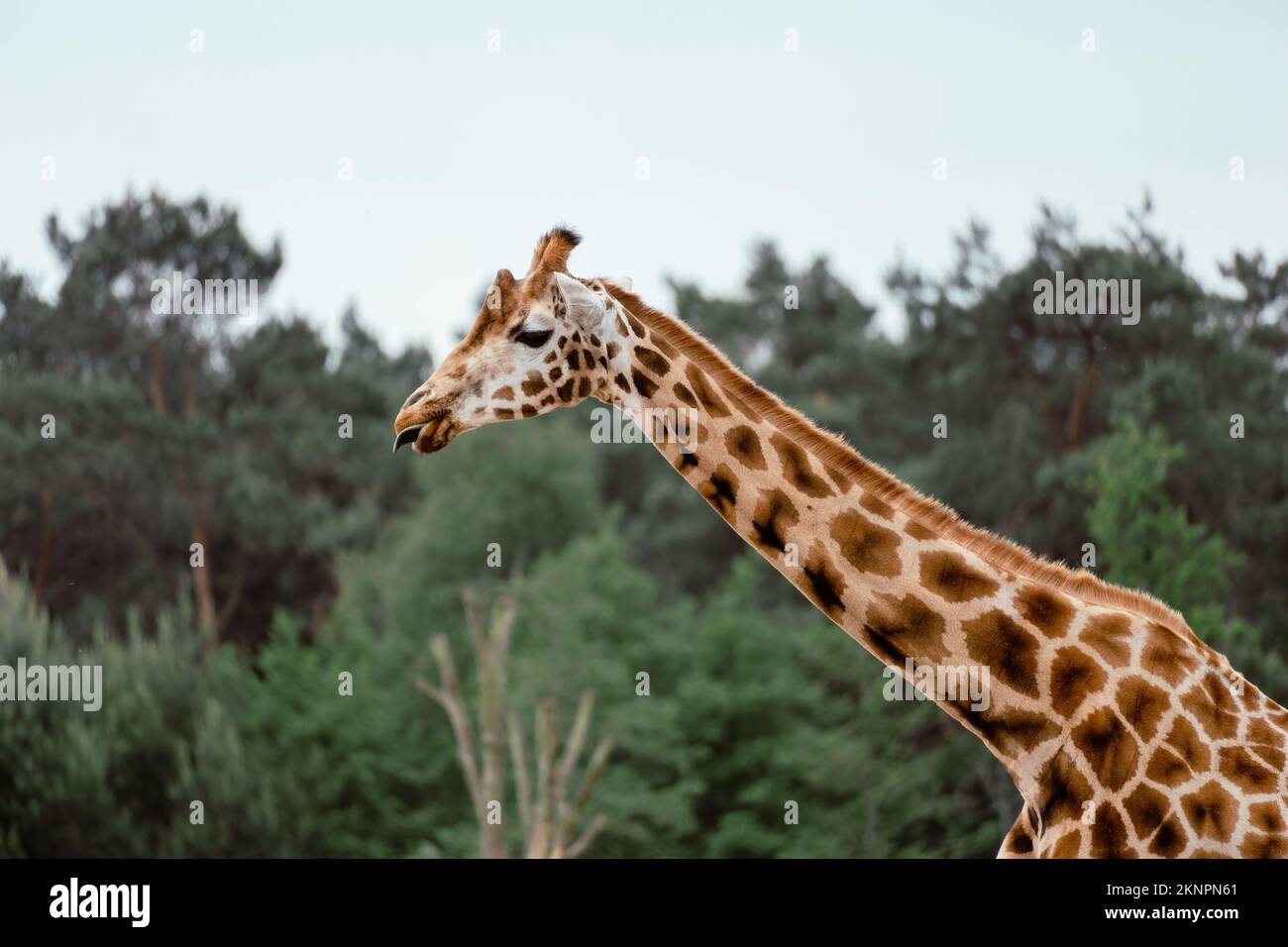 Primo piano di una giraffa nubiana, Giraffa camelopardalis che si aggancia la lingua nei boschi Foto Stock