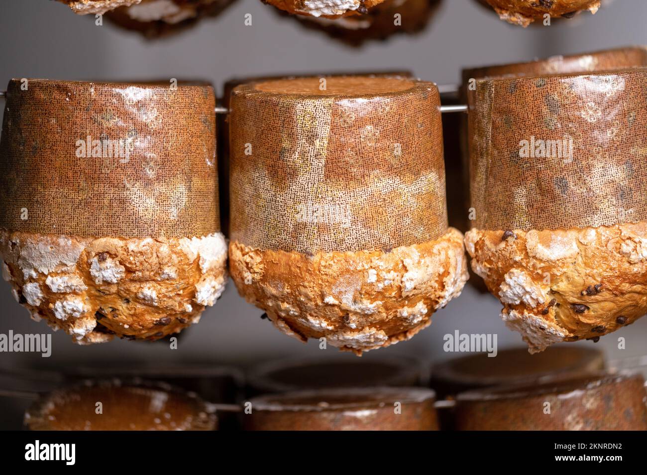 Panettone appeso per finire la preparazione del forno. Dolci natalizi italiani. Fotografia di alta qualità. Foto Stock