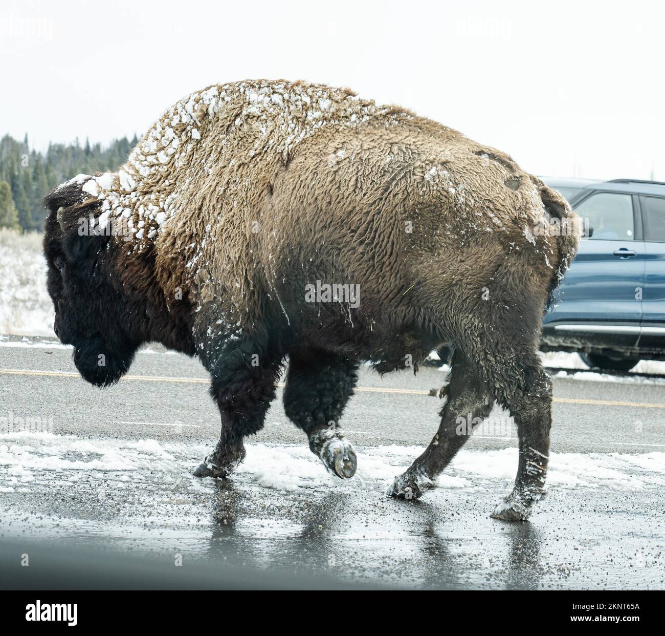 Bisonte, zoccoli di chiodi di garofano che mostrano, con incroci di neve su strada nel Parco Nazionale di Yellowstone, USA. Foto Stock