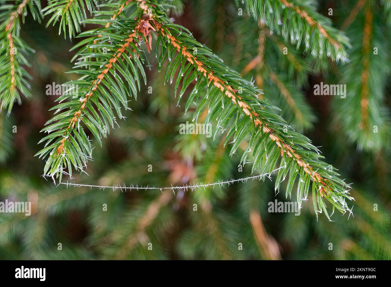 Cristalli di brina di porro piccoli che irradiano da un filo di ragnatela di ragno fra i rami di un albero di abete rosso Foto Stock