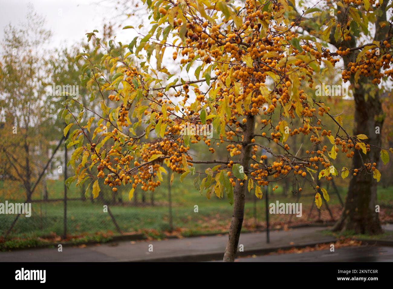 Malus o Crab Apple 'Comtesse de Paris' in autunno su Greening Street, Abbey Wood, Londra Foto Stock