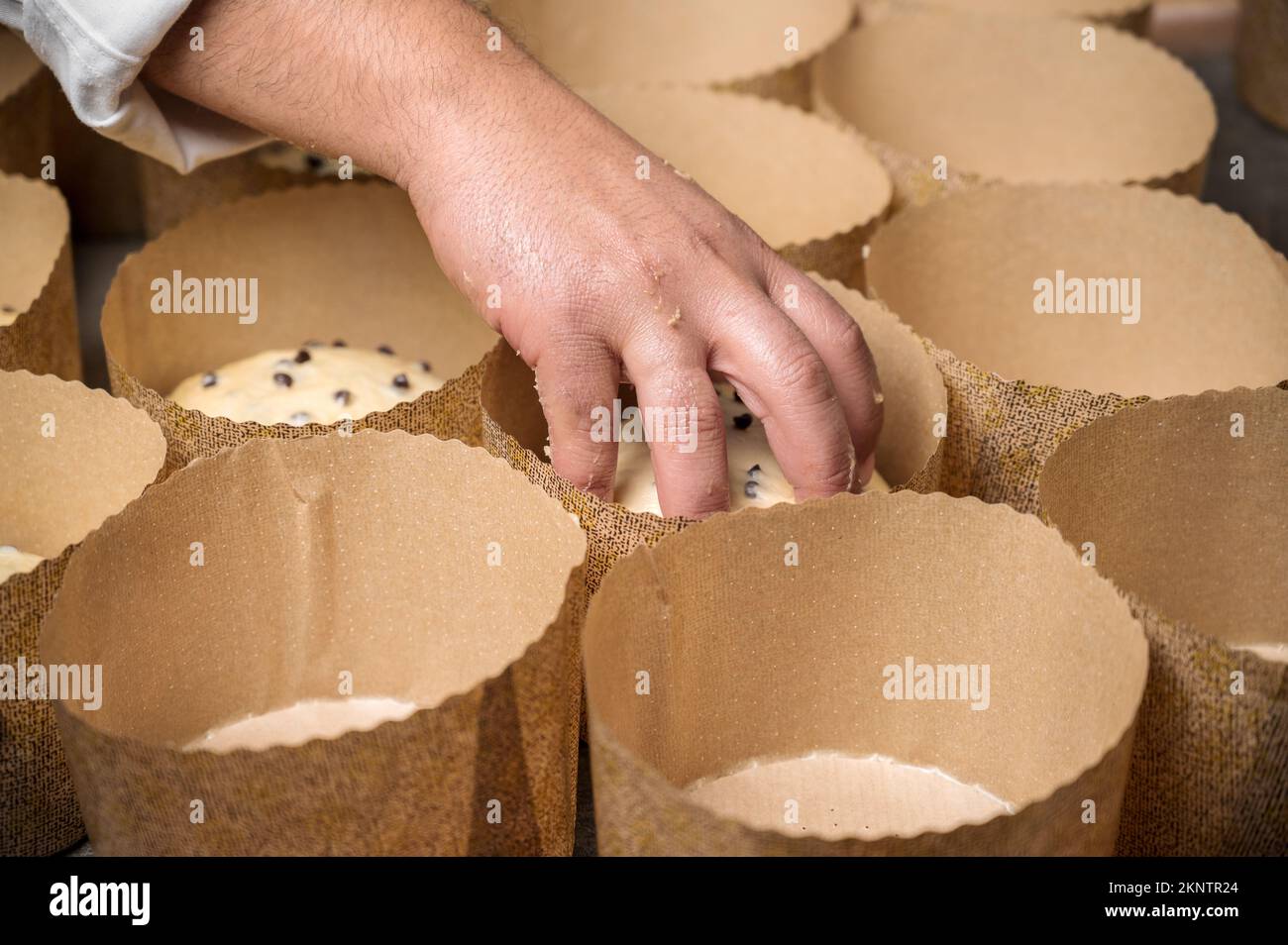 Panettiere italiano artigianale che mette in stampi la pasta per dolci natalizi in panettone. Fotografia di alta qualità. Foto Stock