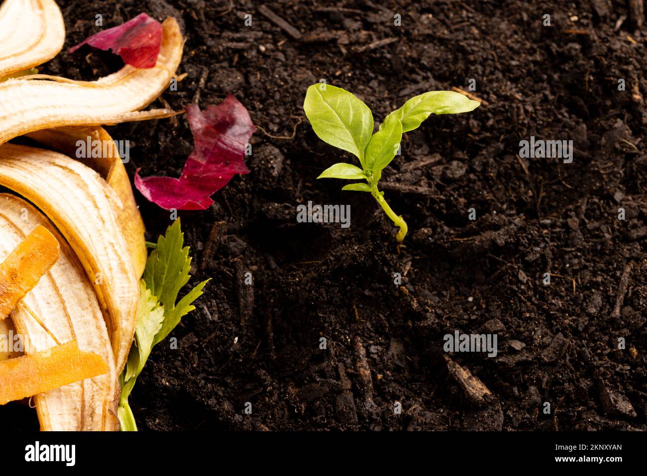 Rifiuti organici di frutta e verdura per il compostaggio e la semina in terreno scuro, con spazio copia Foto Stock