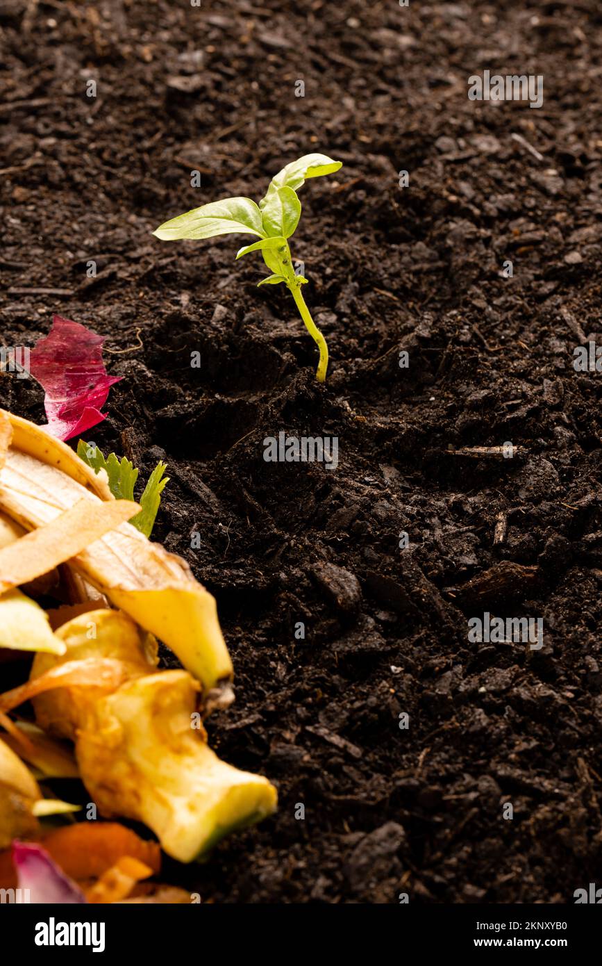 Verticale di rifiuti organici per il compostaggio e la semina in terreno scuro, con spazio di copia Foto Stock